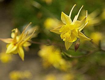 《流放之路2》明天提供独立客户端下载 后天开启抢先体验